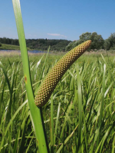 Изображение особи Acorus calamus.