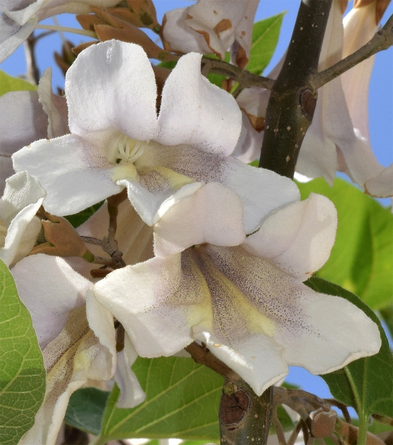 Изображение особи Paulownia tomentosa.