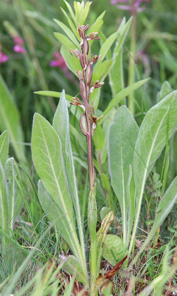 Изображение особи Anacamptis collina ssp. fedtschenkoi.