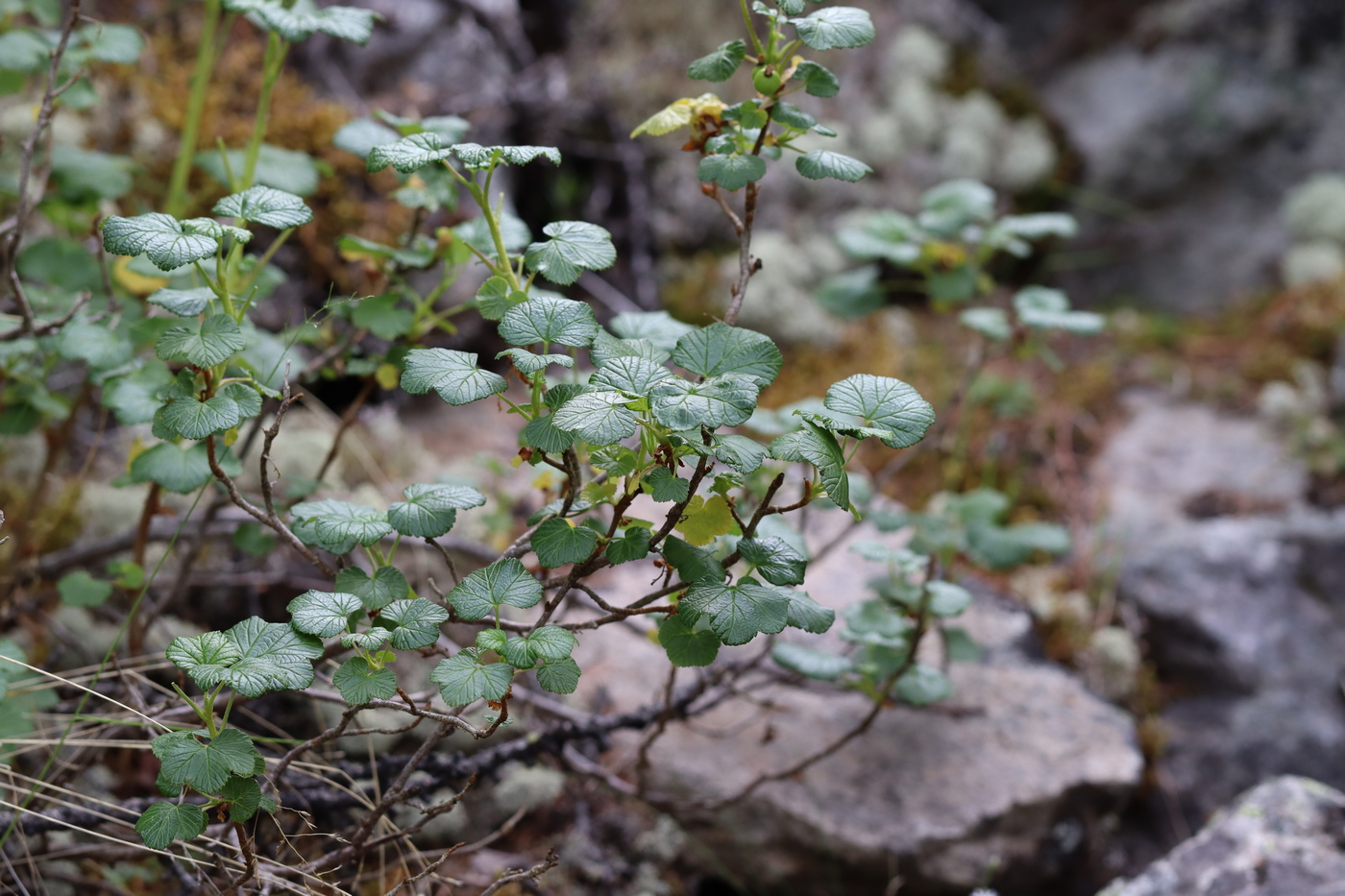 Image of Ribes graveolens specimen.