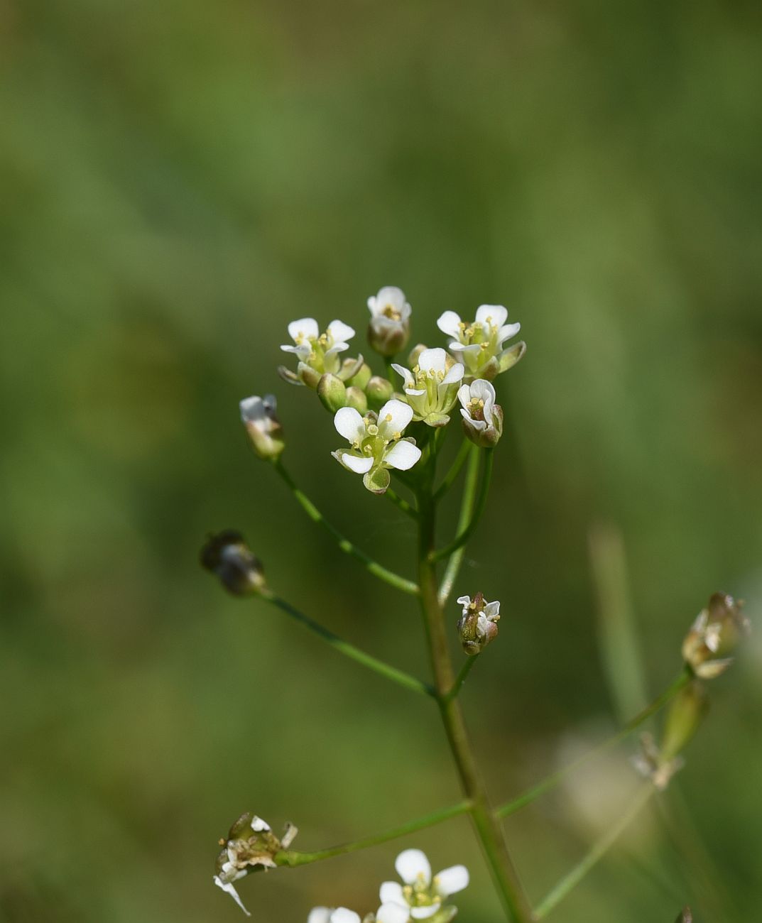 Image of Capsella bursa-pastoris specimen.