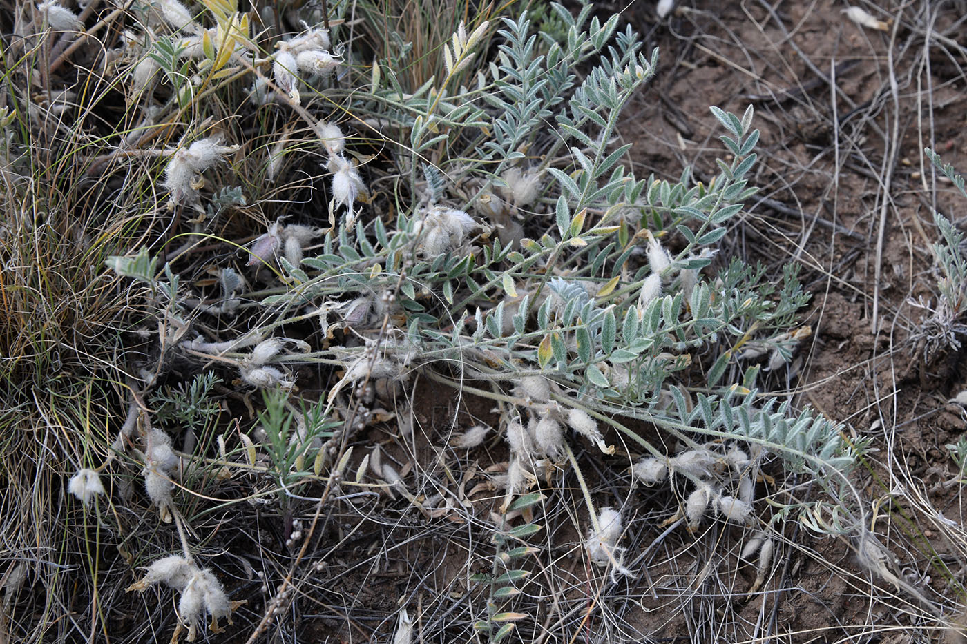 Изображение особи Astragalus sareptanus.