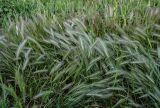 Hordeum murinum