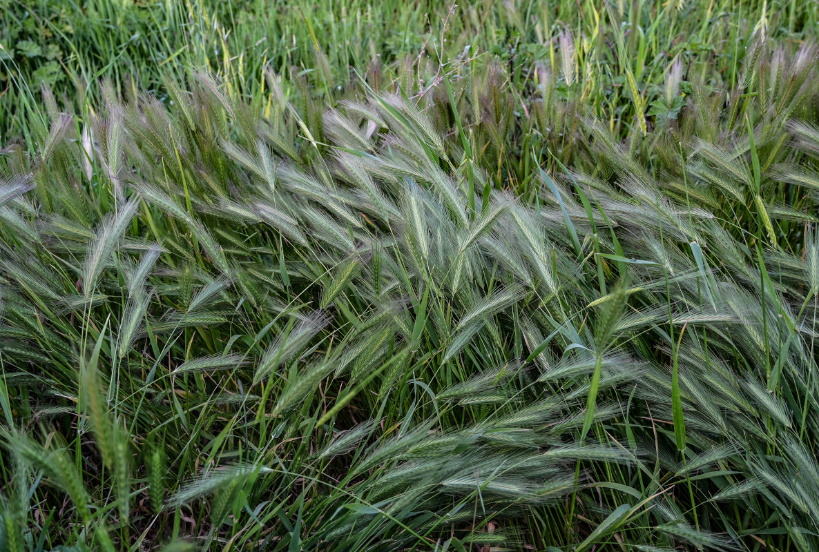 Image of Hordeum murinum specimen.