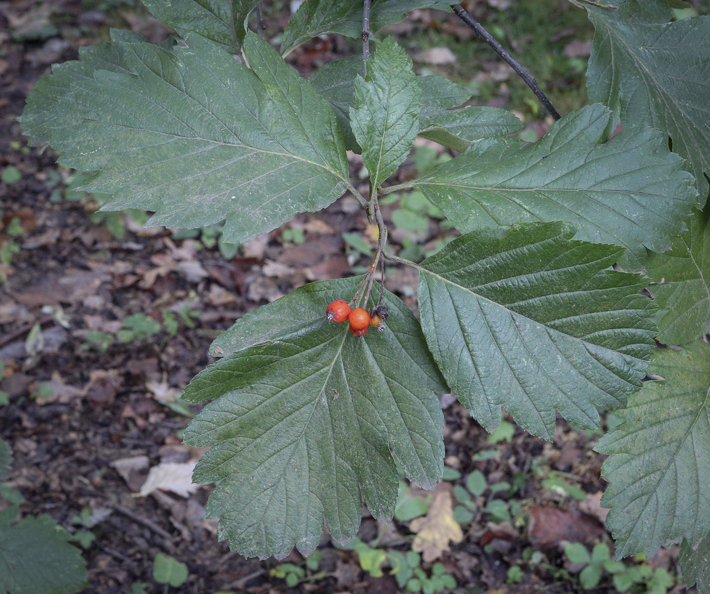 Image of Sorbus mougeotii specimen.