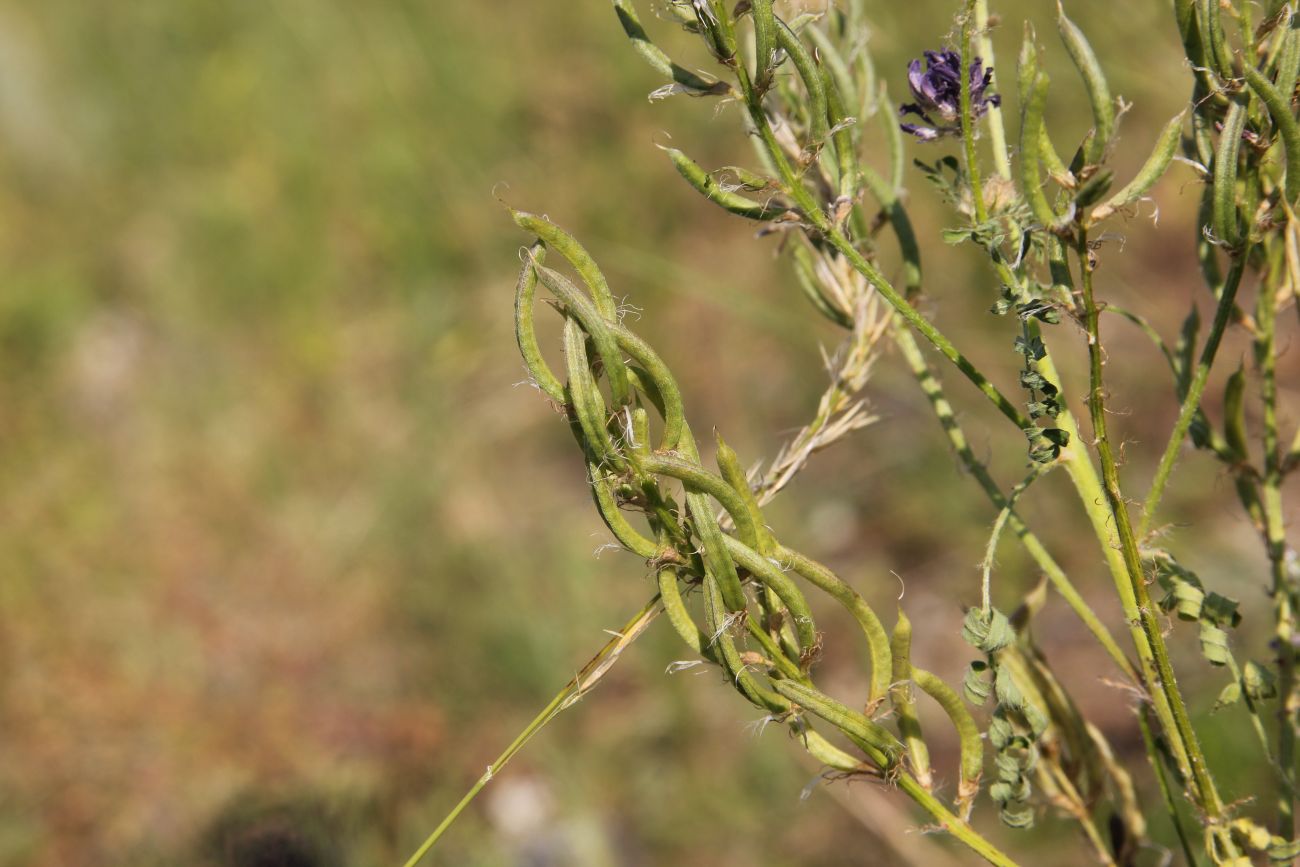 Изображение особи Astragalus davuricus.