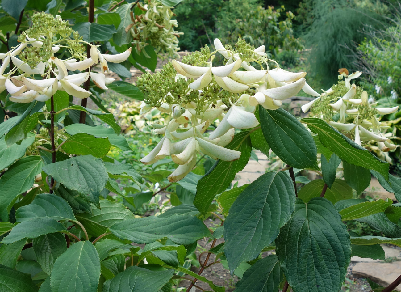 Image of genus Hydrangea specimen.