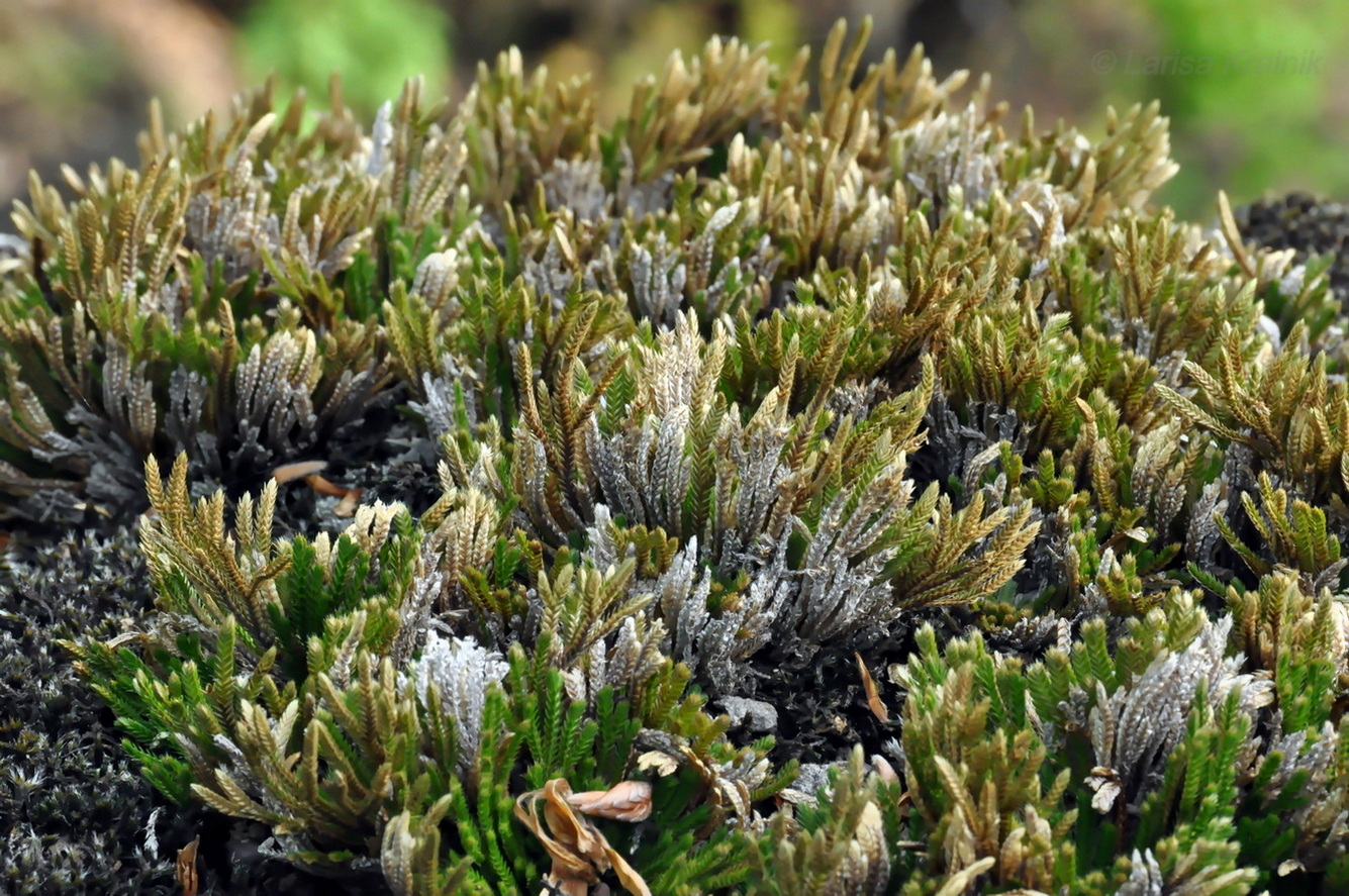 Image of Selaginella tamariscina specimen.