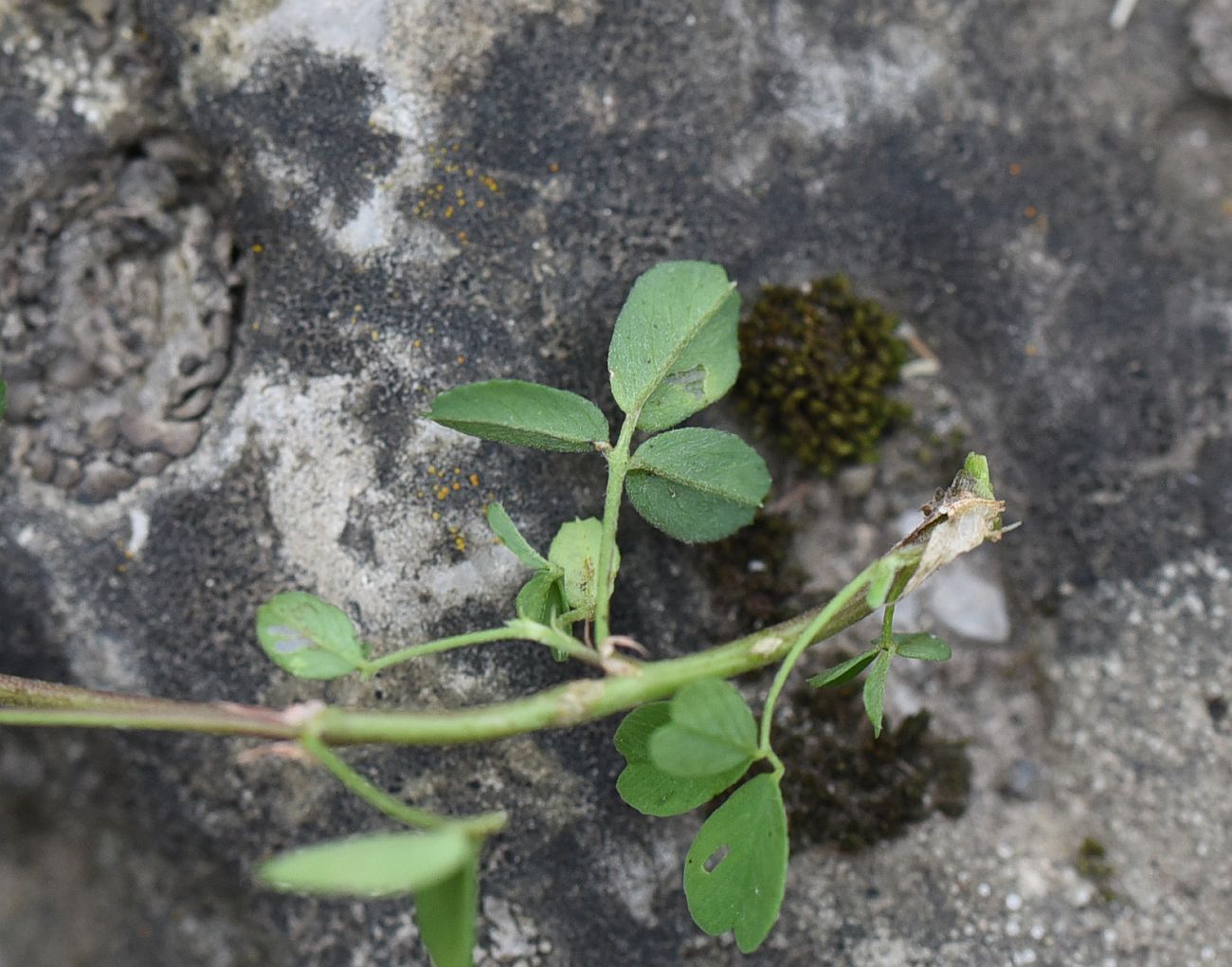 Изображение особи Medicago glutinosa.