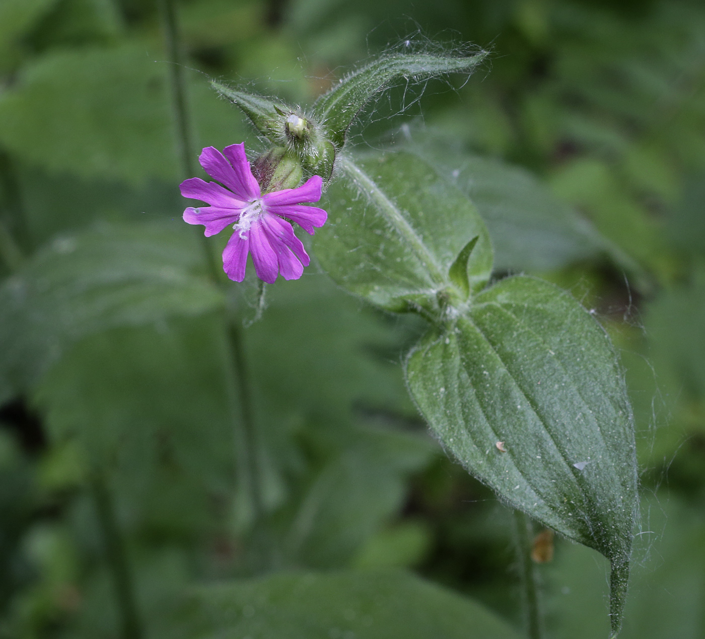 Изображение особи Melandrium dioicum.