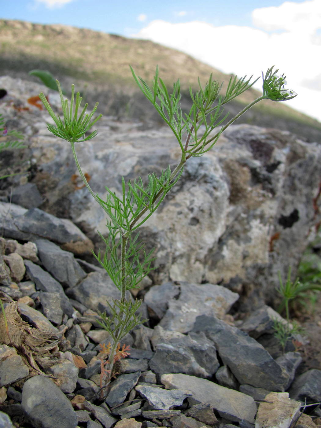 Изображение особи Scandix stellata.