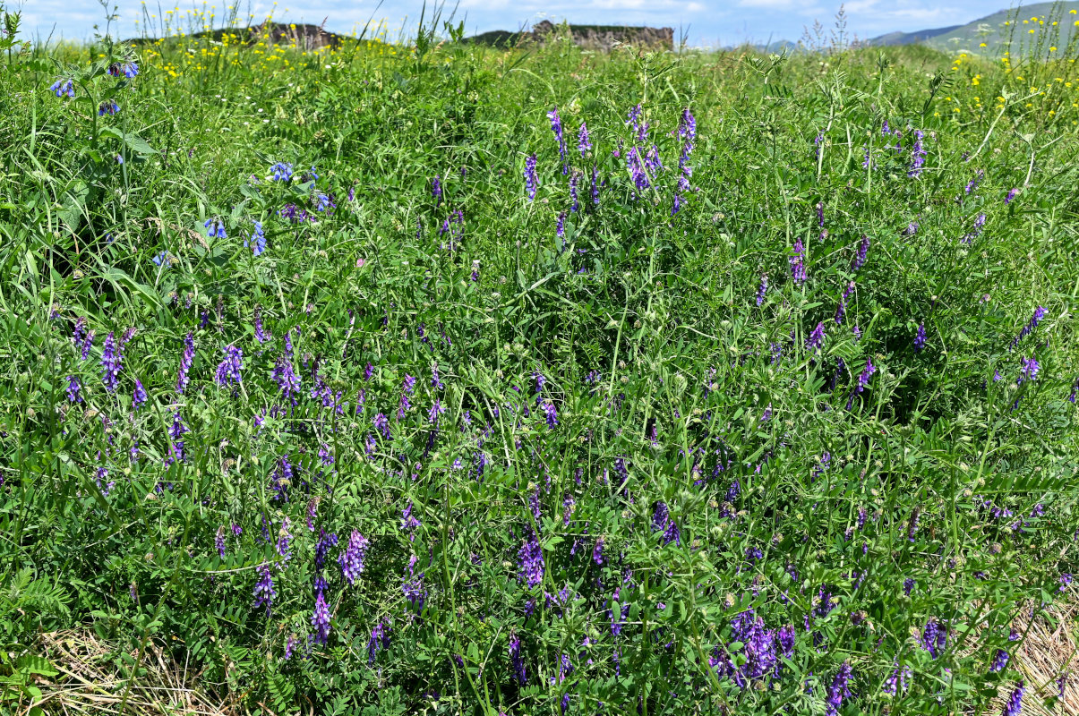 Image of Vicia villosa specimen.