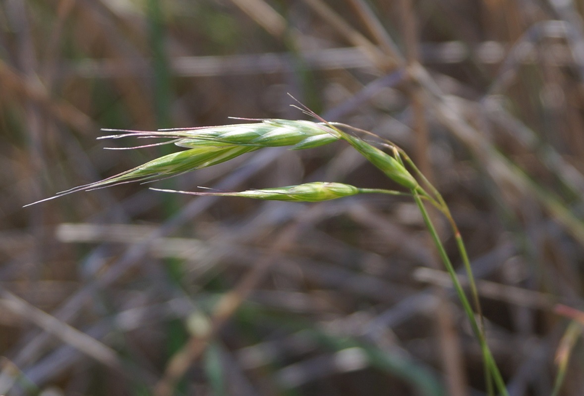 Изображение особи Bromus japonicus.