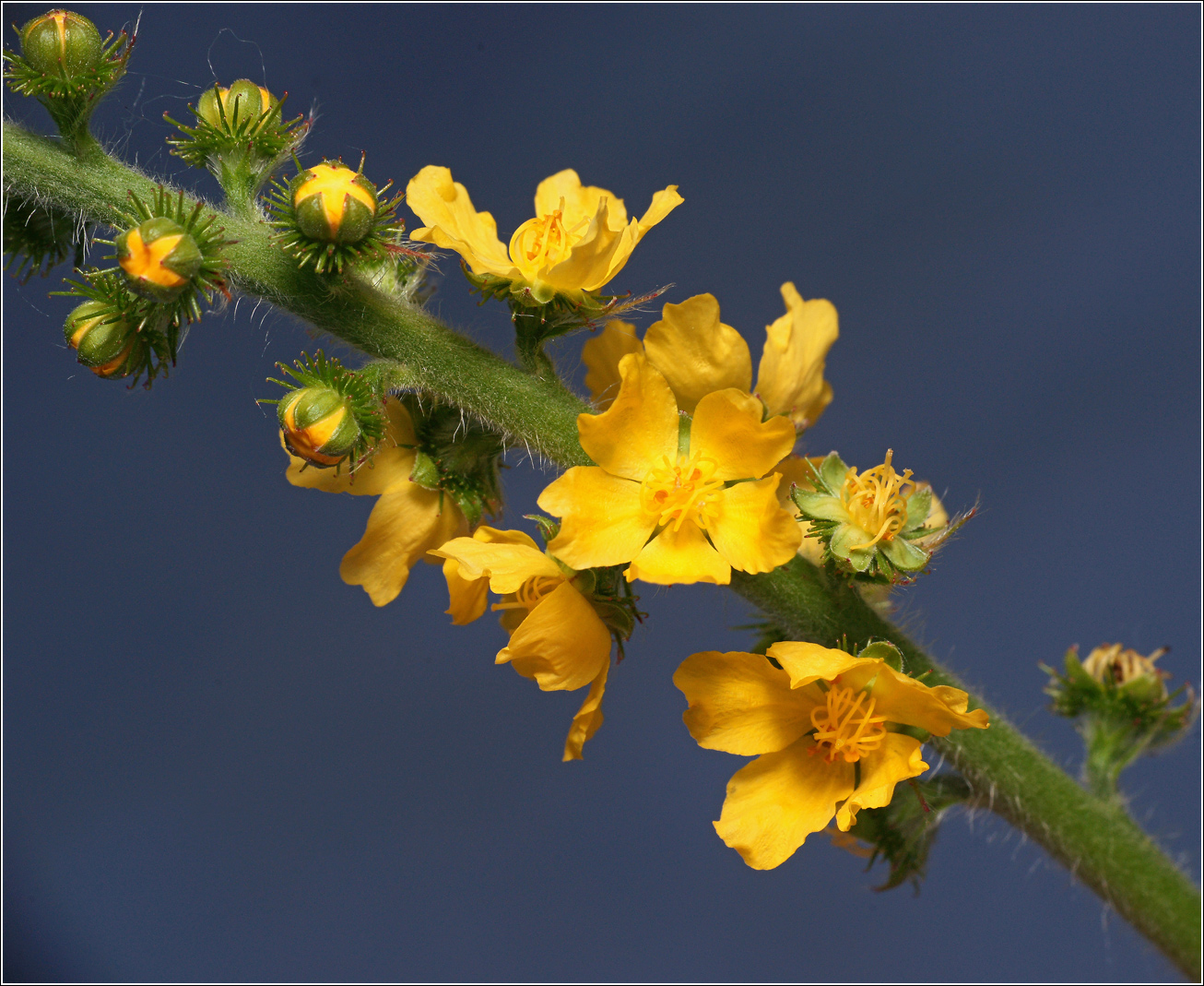 Image of Agrimonia eupatoria ssp. grandis specimen.