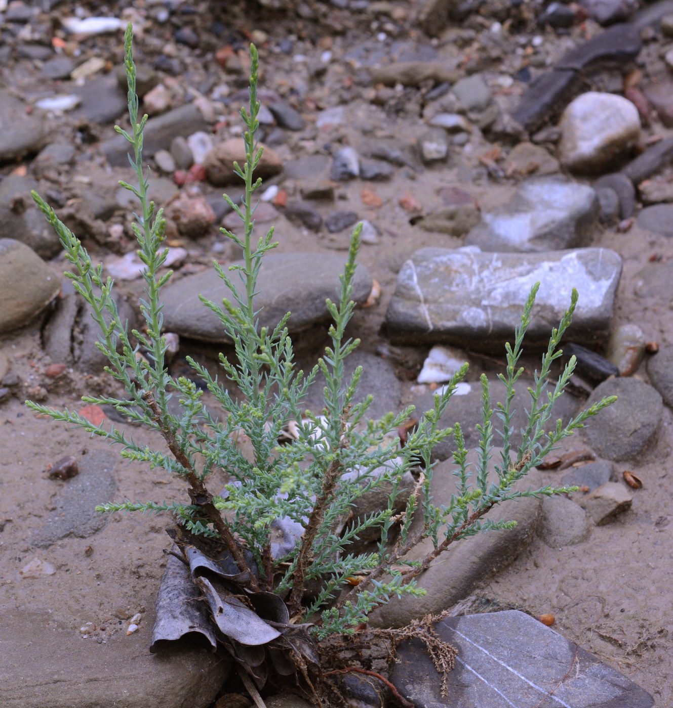 Image of genus Myricaria specimen.