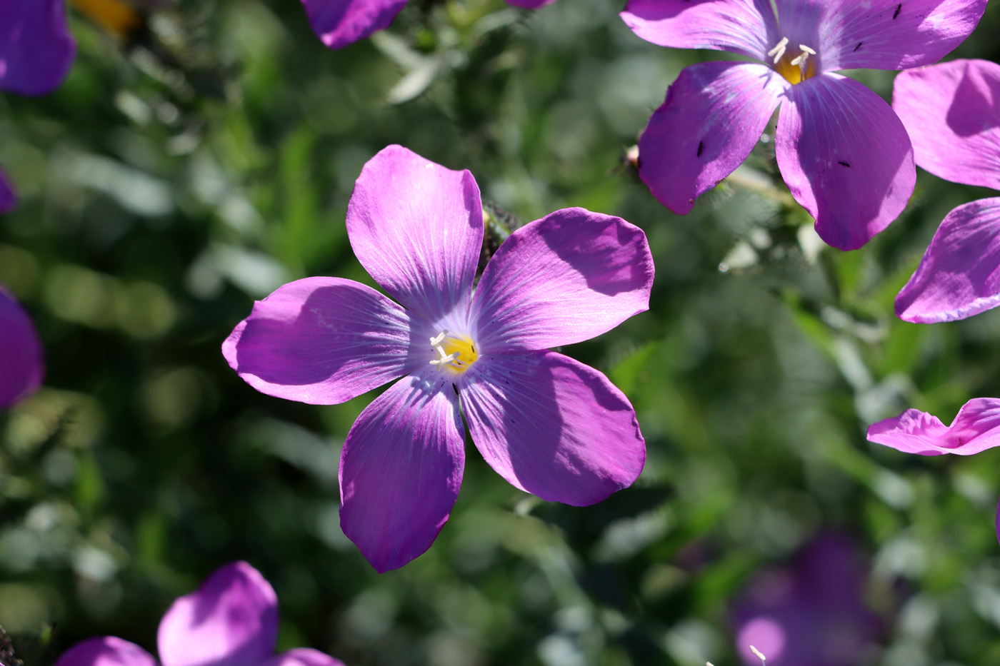 Изображение особи Linum olgae.