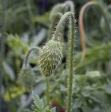 genus Papaver. Бутон. Пермский край, г. Пермь, Кировский р-н, клумба. 06.07.2023.