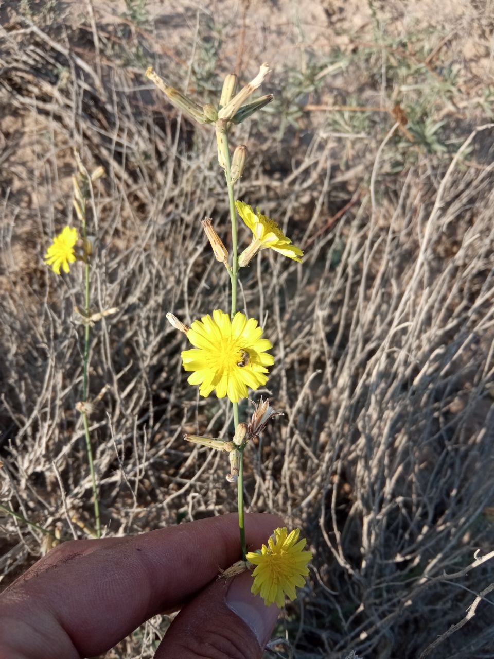 Image of familia Asteraceae specimen.