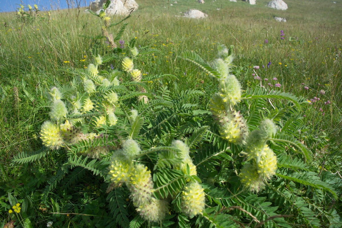 Image of Astragalus maximus specimen.