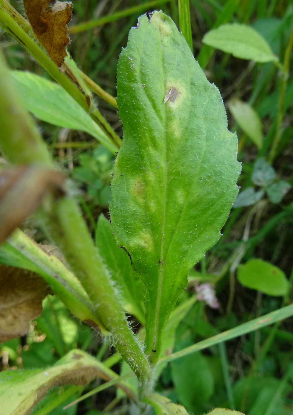 Image of genus Erigeron specimen.