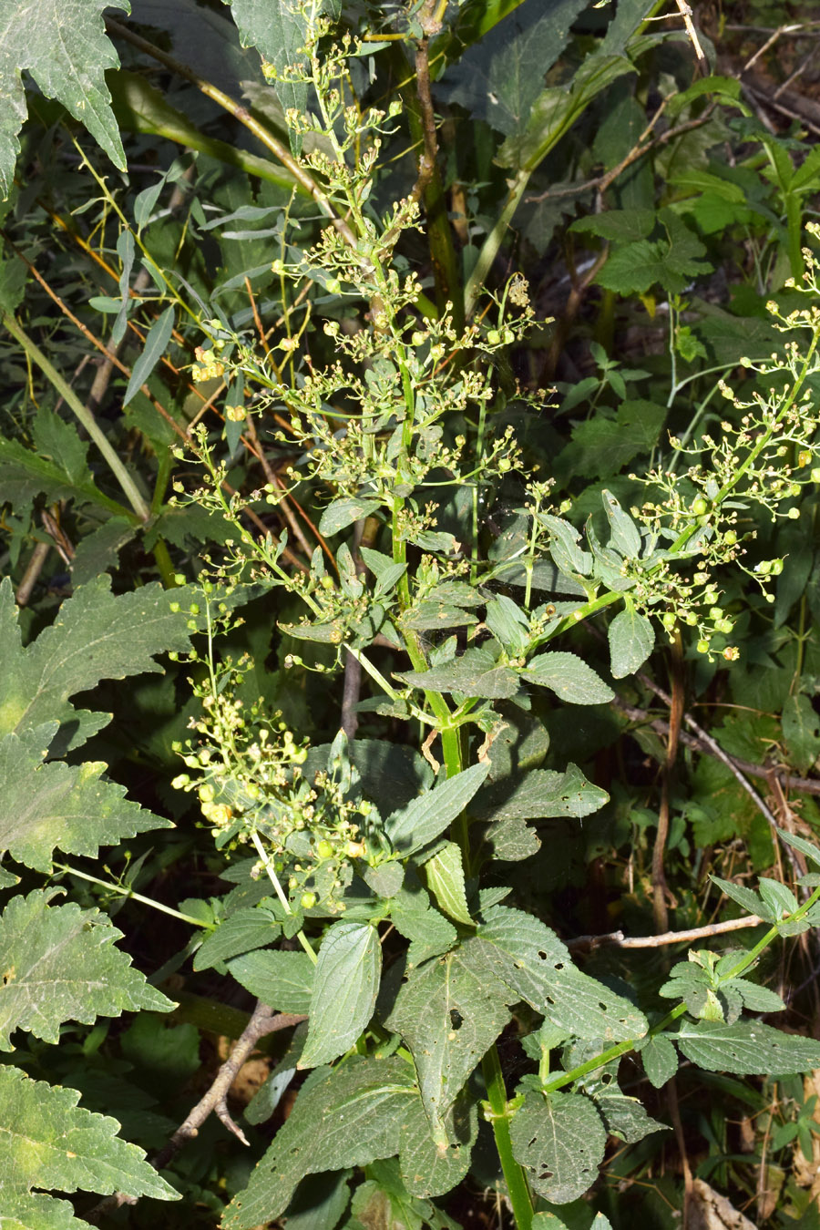 Image of Scrophularia umbrosa specimen.