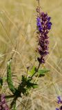 Salvia stepposa