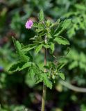 Geranium divaricatum