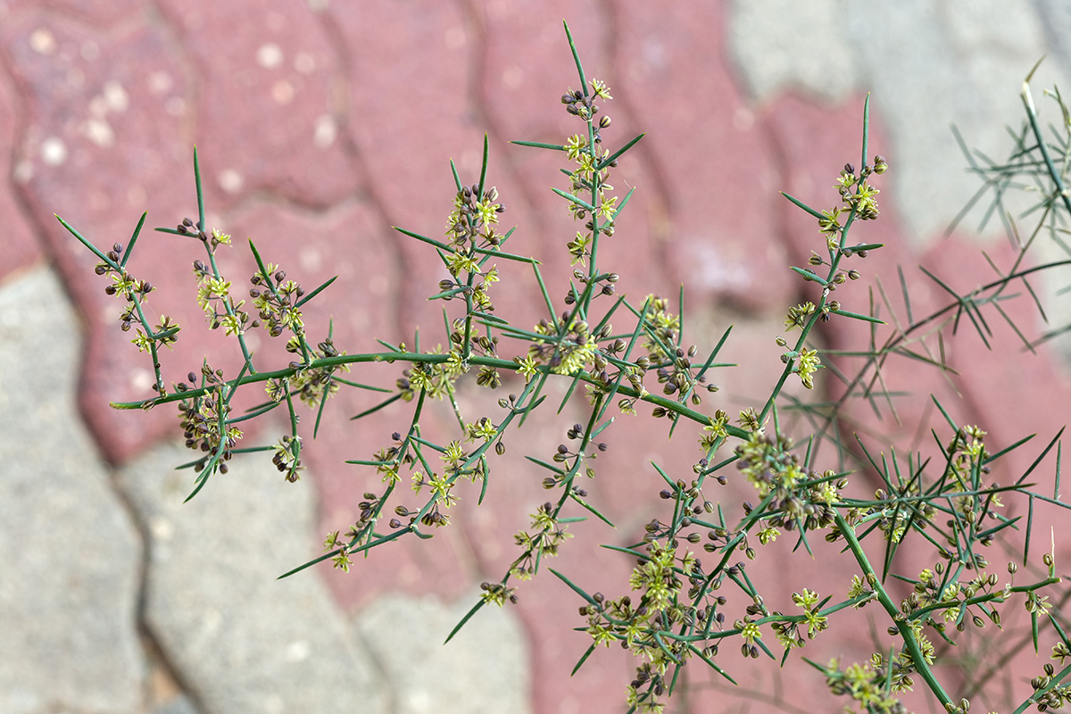 Изображение особи Asparagus horridus.