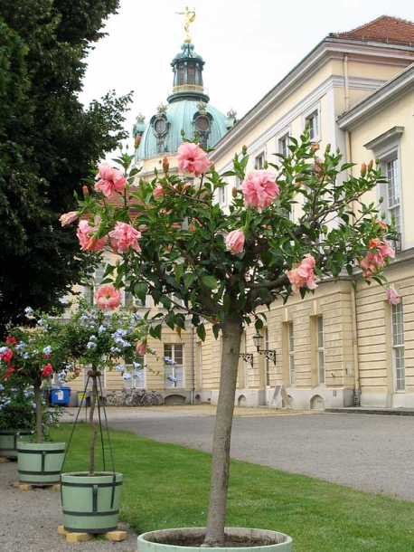 Image of Hibiscus rosa-sinensis specimen.