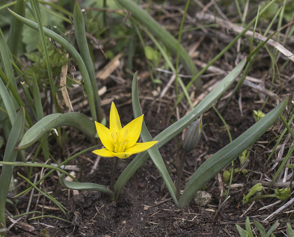 Image of Tulipa dasystemon specimen.