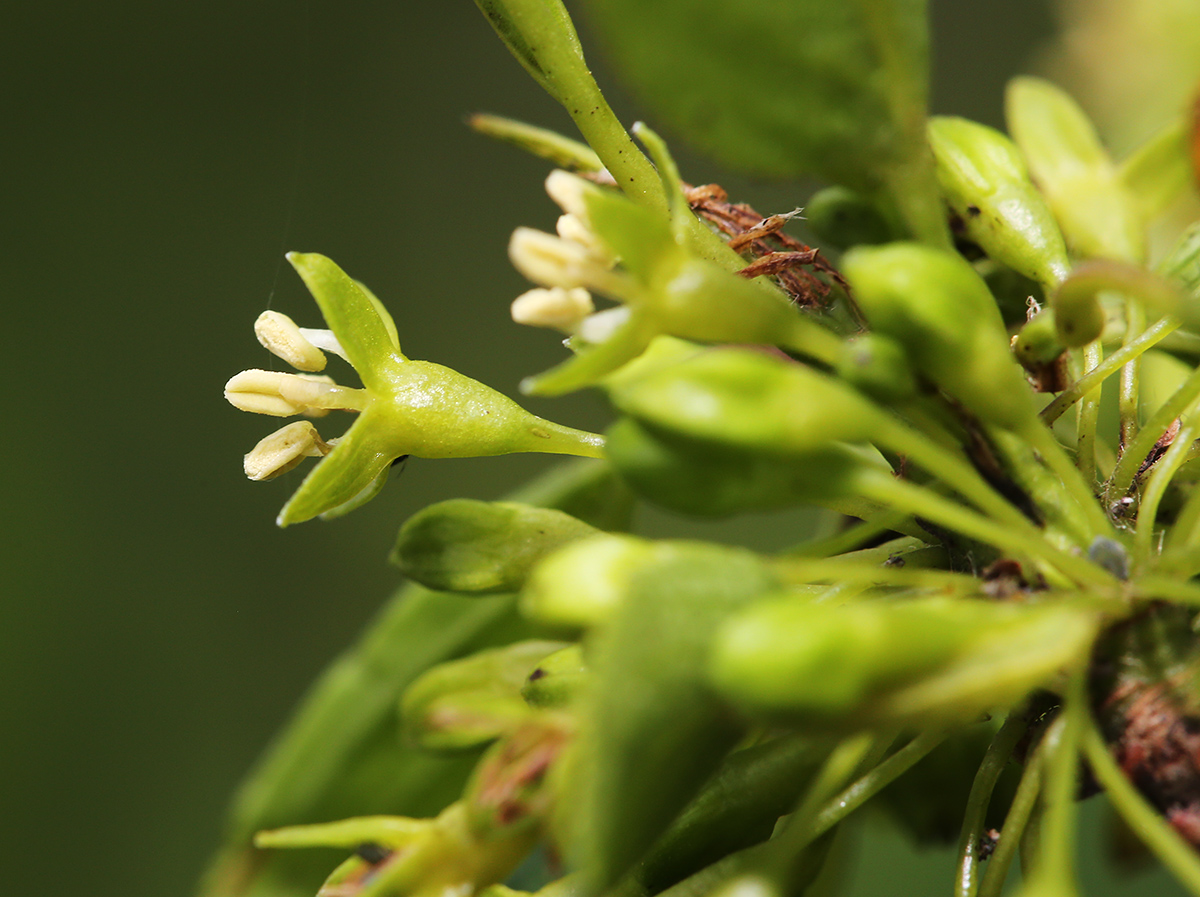 Изображение особи Rhamnus ussuriensis.