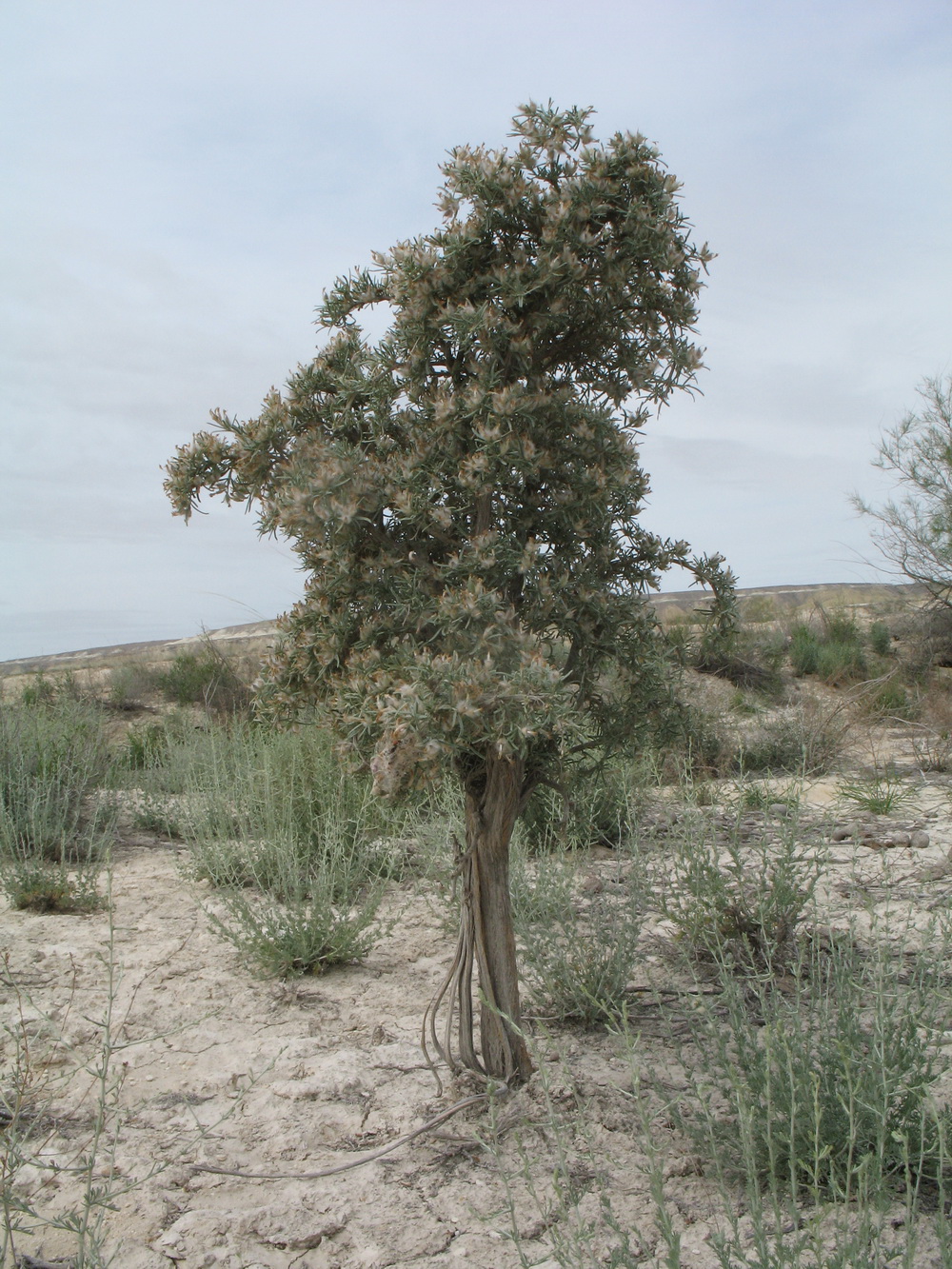 Изображение особи Astragalus turcomanicus.