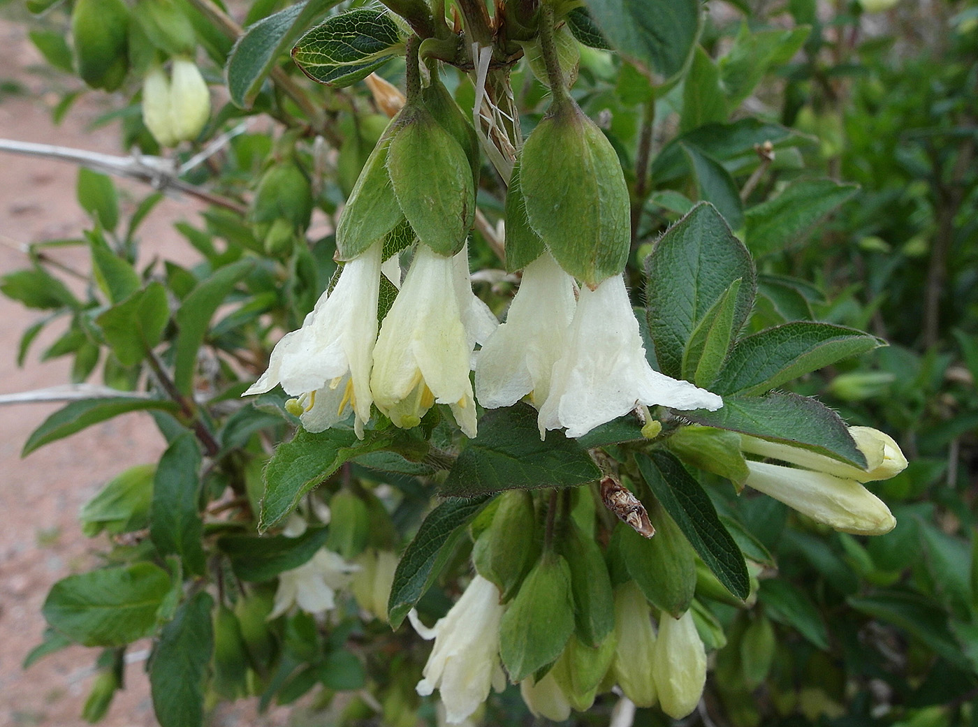 Image of Lonicera hispida specimen.