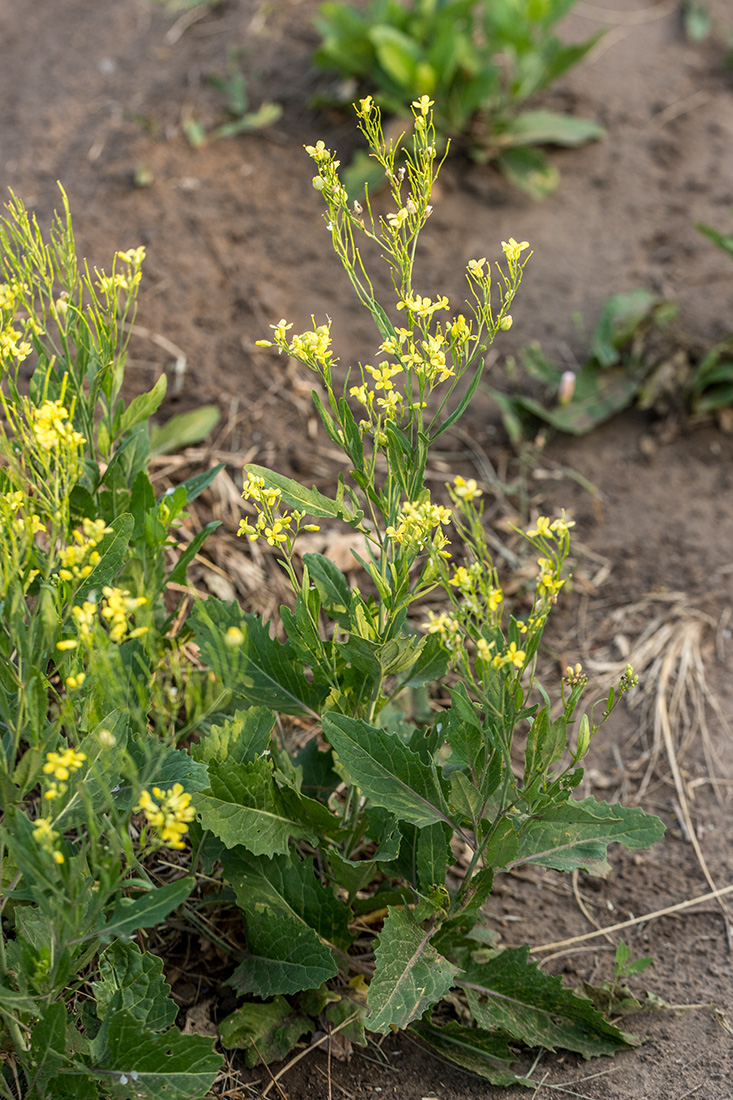 Изображение особи род Sisymbrium.