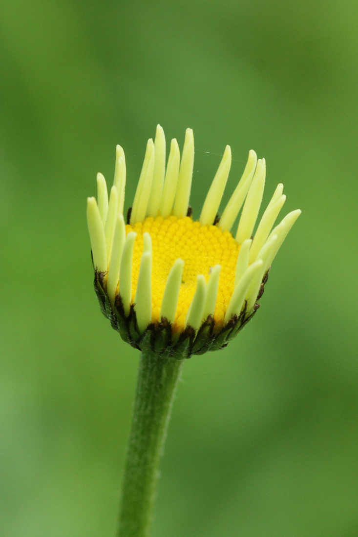 Image of genus Anthemis specimen.