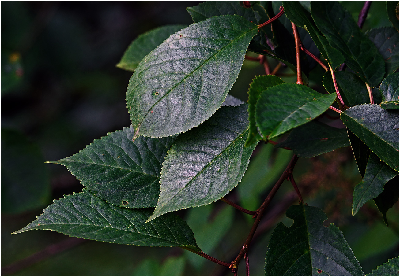 Изображение особи Cerasus vulgaris.