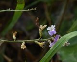 Astragalus austriacus. Соцветие. Тульская обл., Куркинский р-н, окр. степного урочища Горки, берег р. Дон, луг. 30 июля 2024 г.