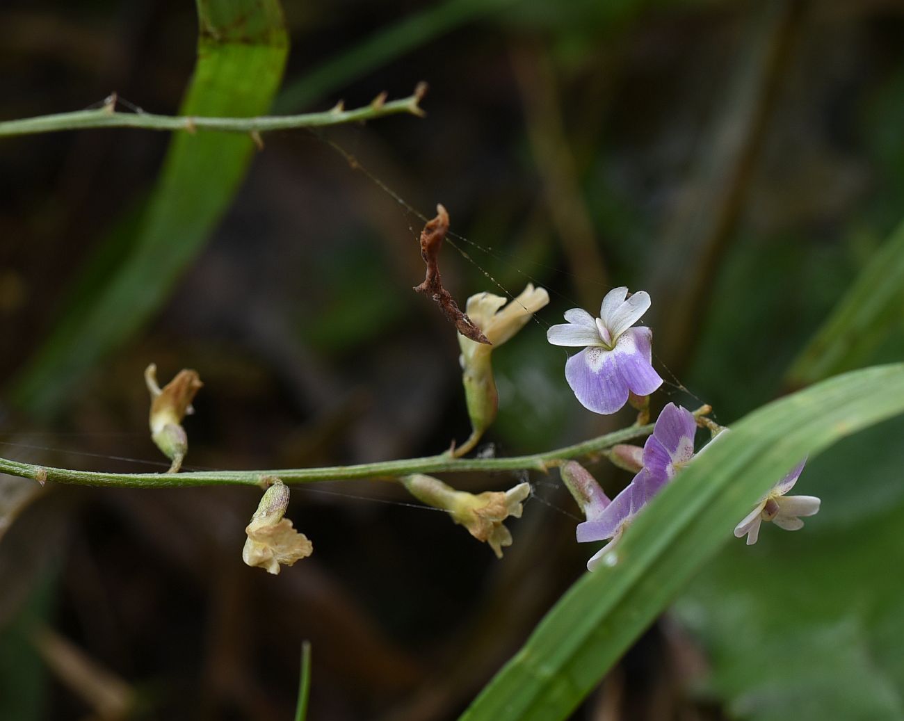 Изображение особи Astragalus austriacus.