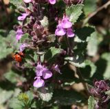 Teucrium chamaedrys. Верхушка побега с соцветием с сидящей божьей коровкой. Краснодарский край, м/о Анапа, окр. пос. Куматырь, дол. р. Куматырь, средний пруд, луговина перед зарослями кустарника. 18.06.2021.