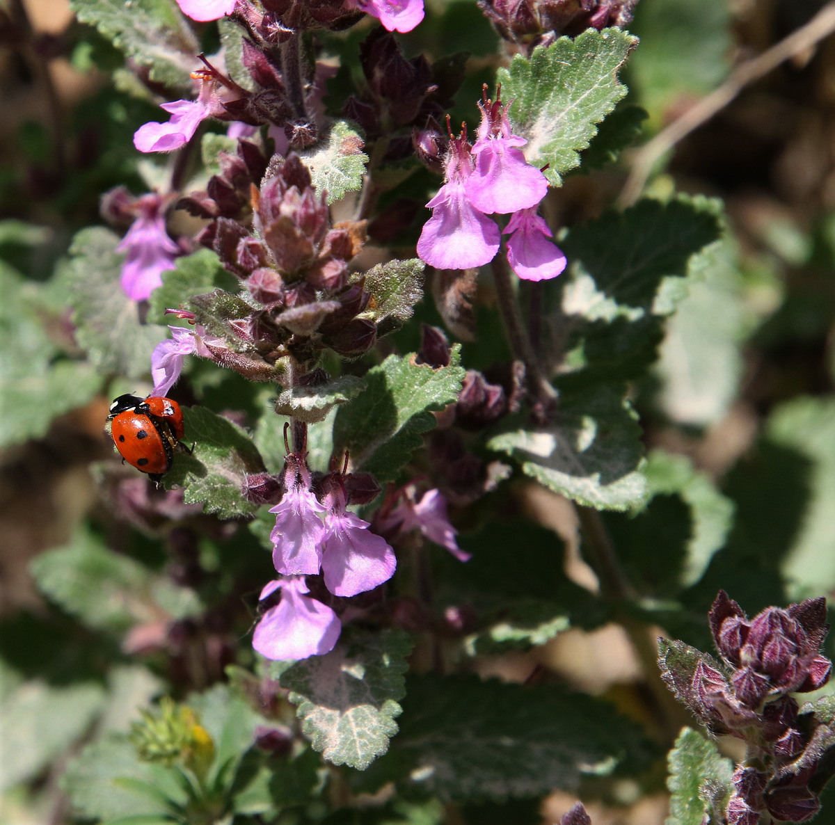 Изображение особи Teucrium chamaedrys.