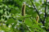 Mallotus nepalensis. Верхушка ветви с соплодием. Китай, провинция Хунань, гора Тяньмэнь, опушка смешанного леса. 09.06.2024.