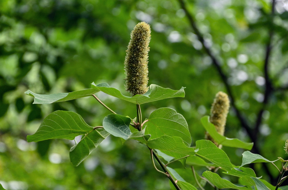 Изображение особи Mallotus nepalensis.