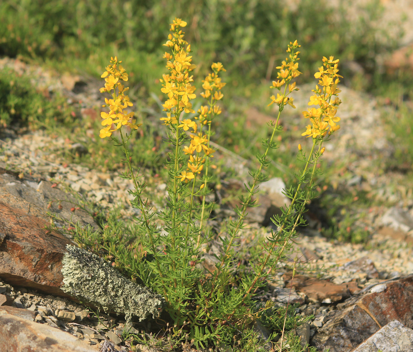 Изображение особи Hypericum lydium.