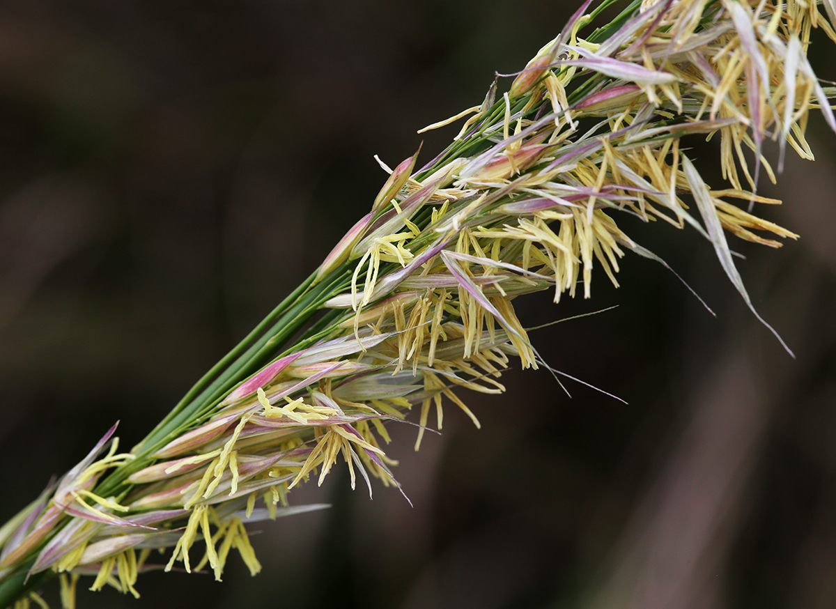 Image of Zizania latifolia specimen.