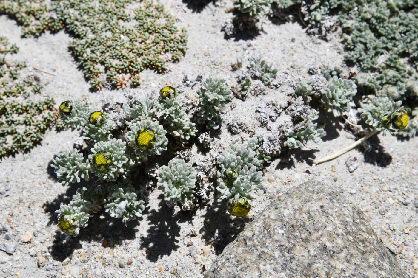 Image of Ajania tibetica specimen.