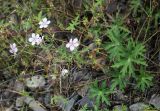 Geranium sieboldii