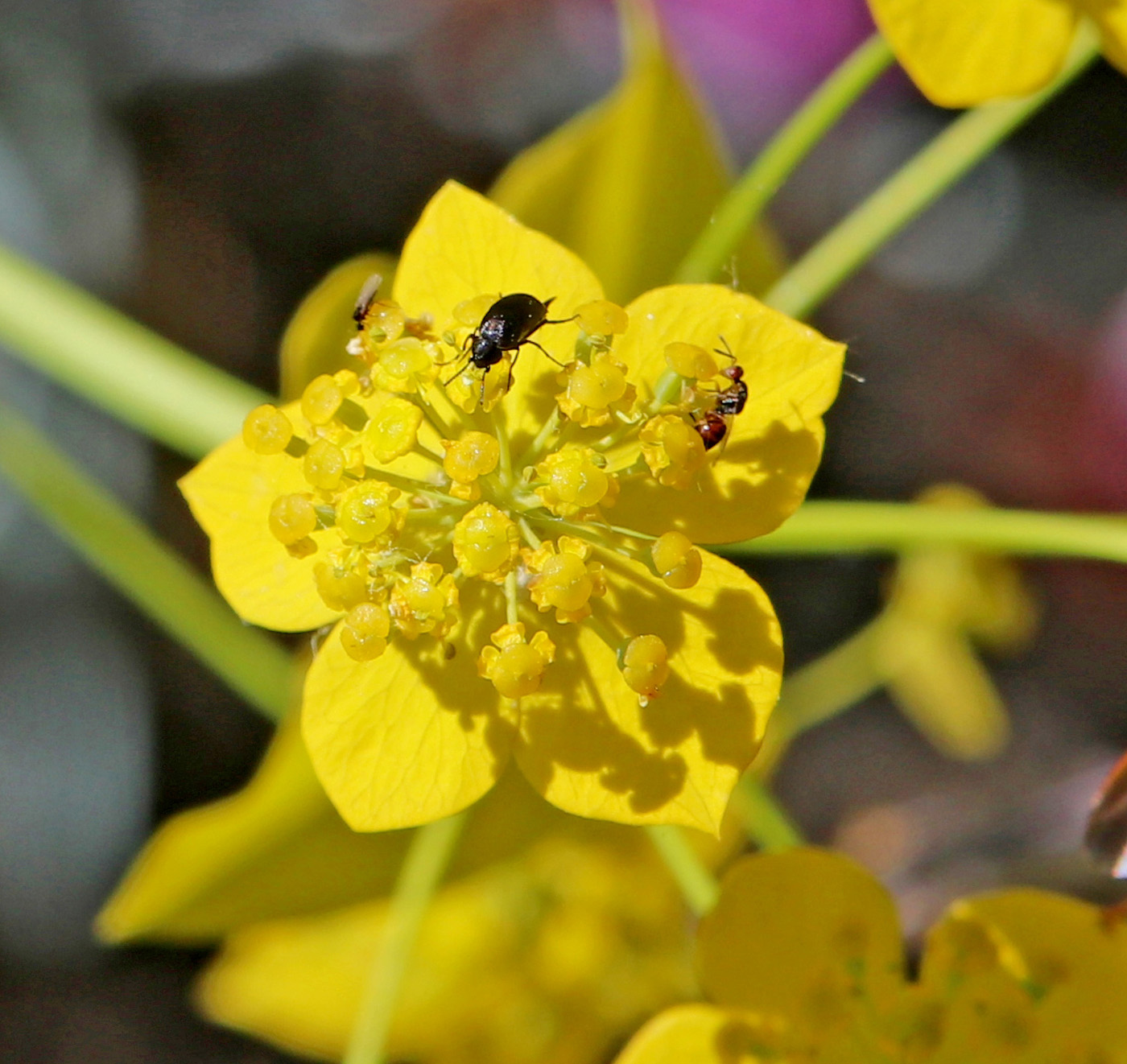 Изображение особи Bupleurum longifolium ssp. aureum.