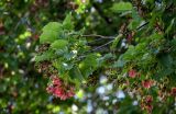 Acer tataricum