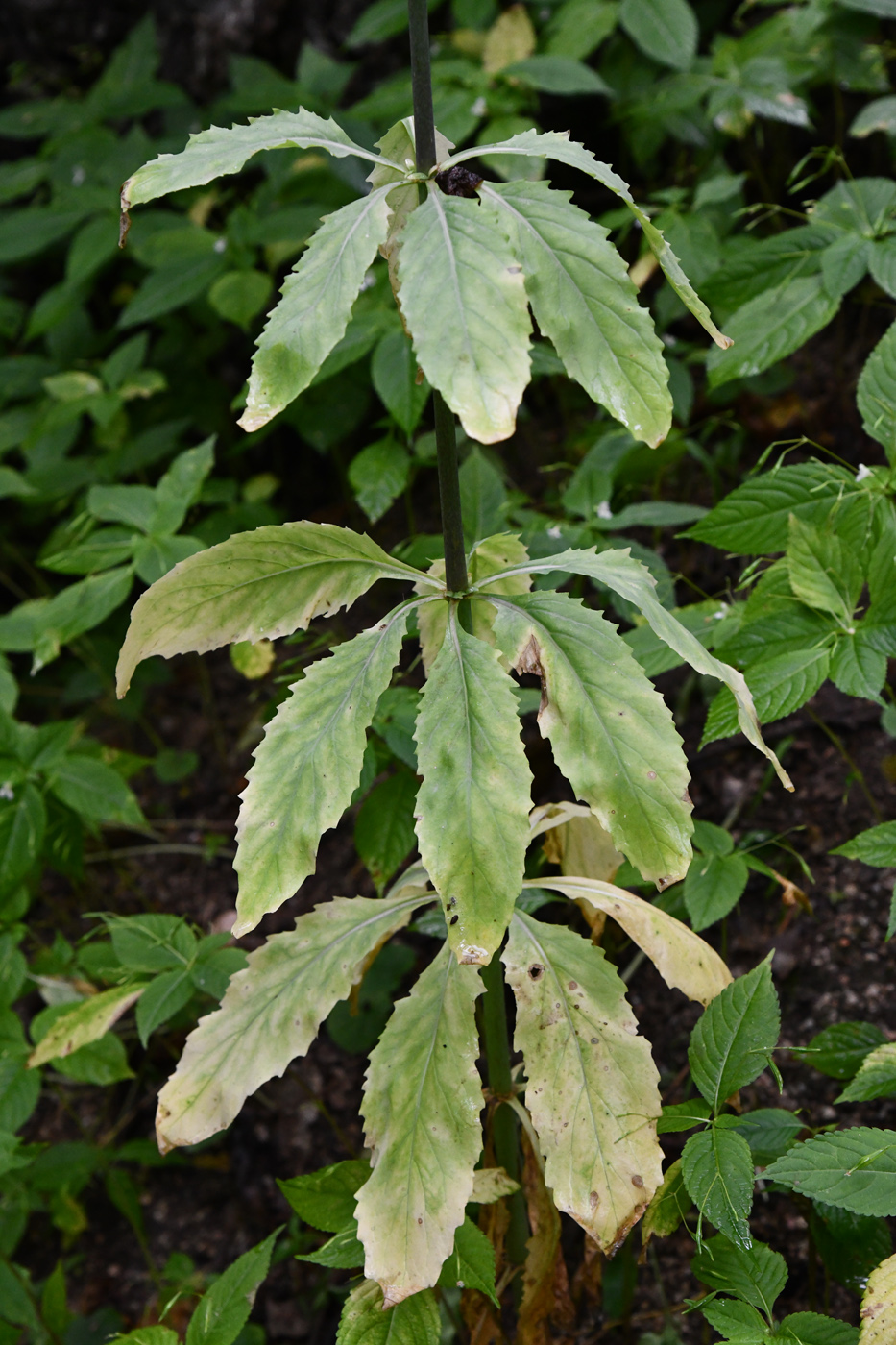 Image of Ostrowskia magnifica specimen.