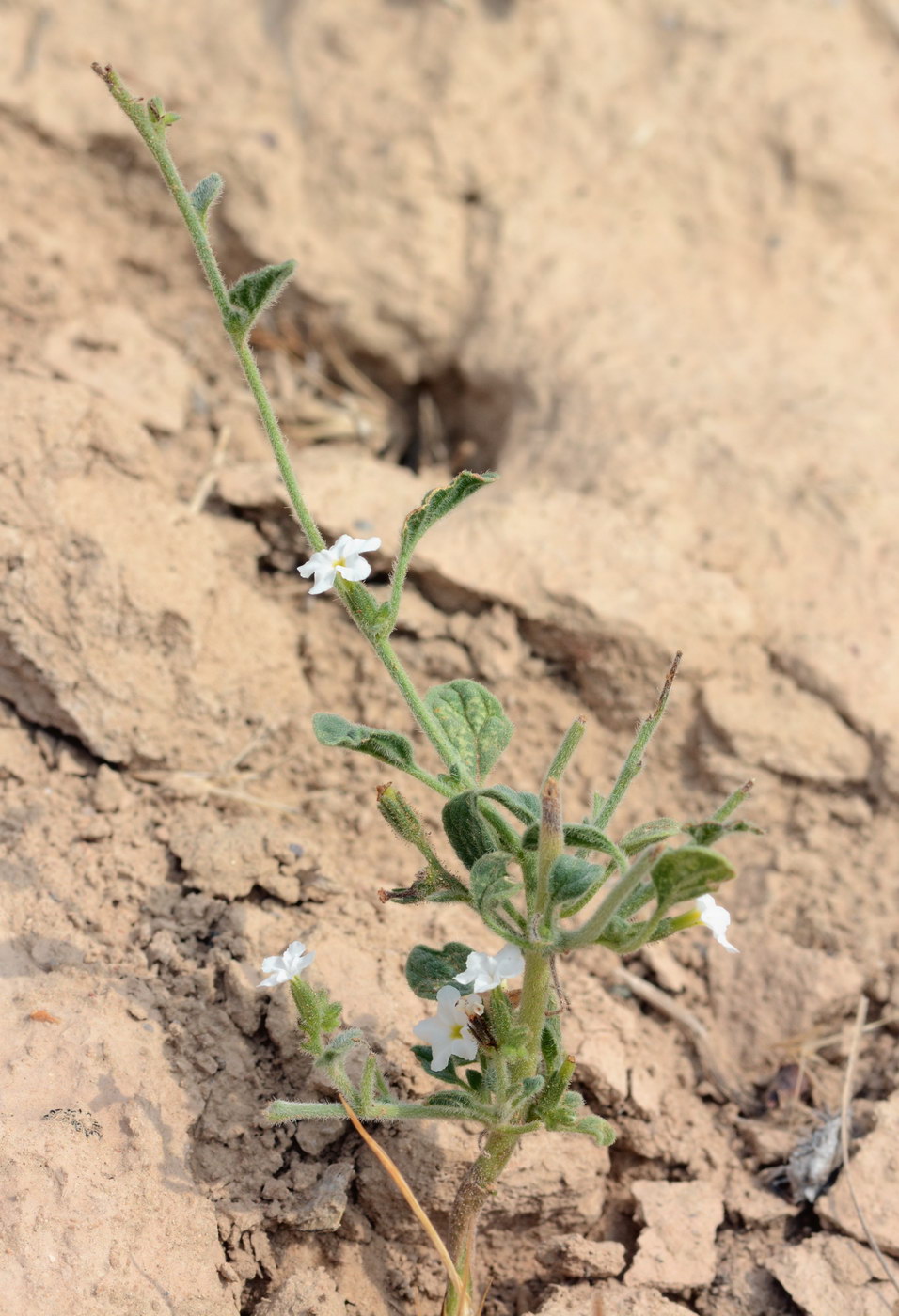 Image of genus Heliotropium specimen.